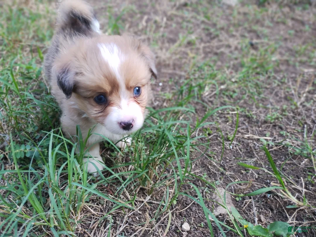 Mixed Breed dogs for sale: Pipsqueak  - Ad 2