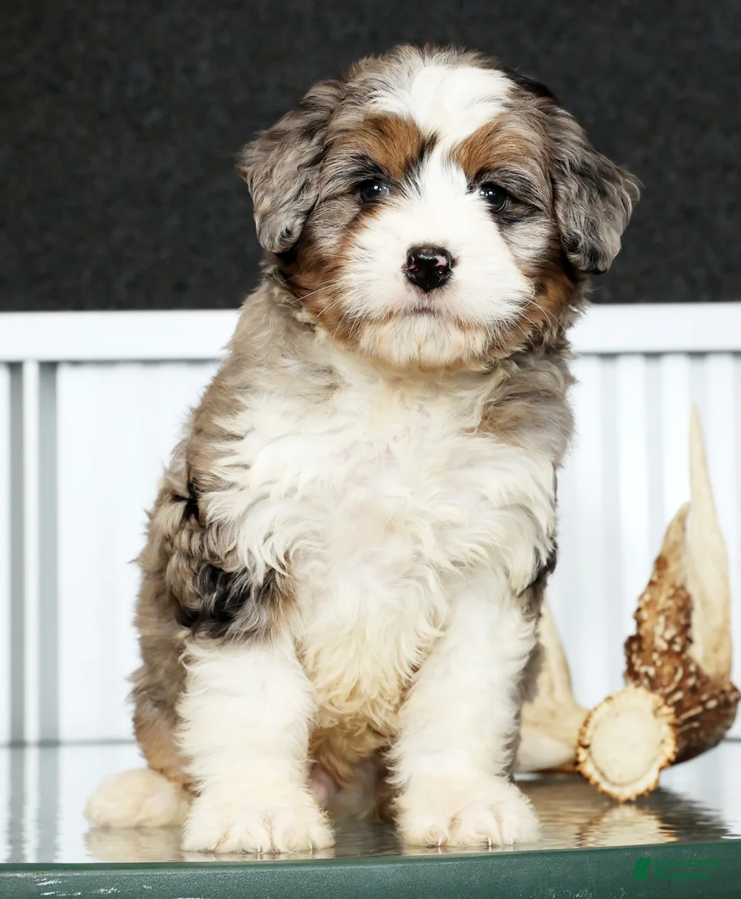 Mini Bernedoodle dogs for sale: Teddy - Ad 2