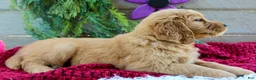 Golden Retriever dogs for sale: Angie - Ad 3
