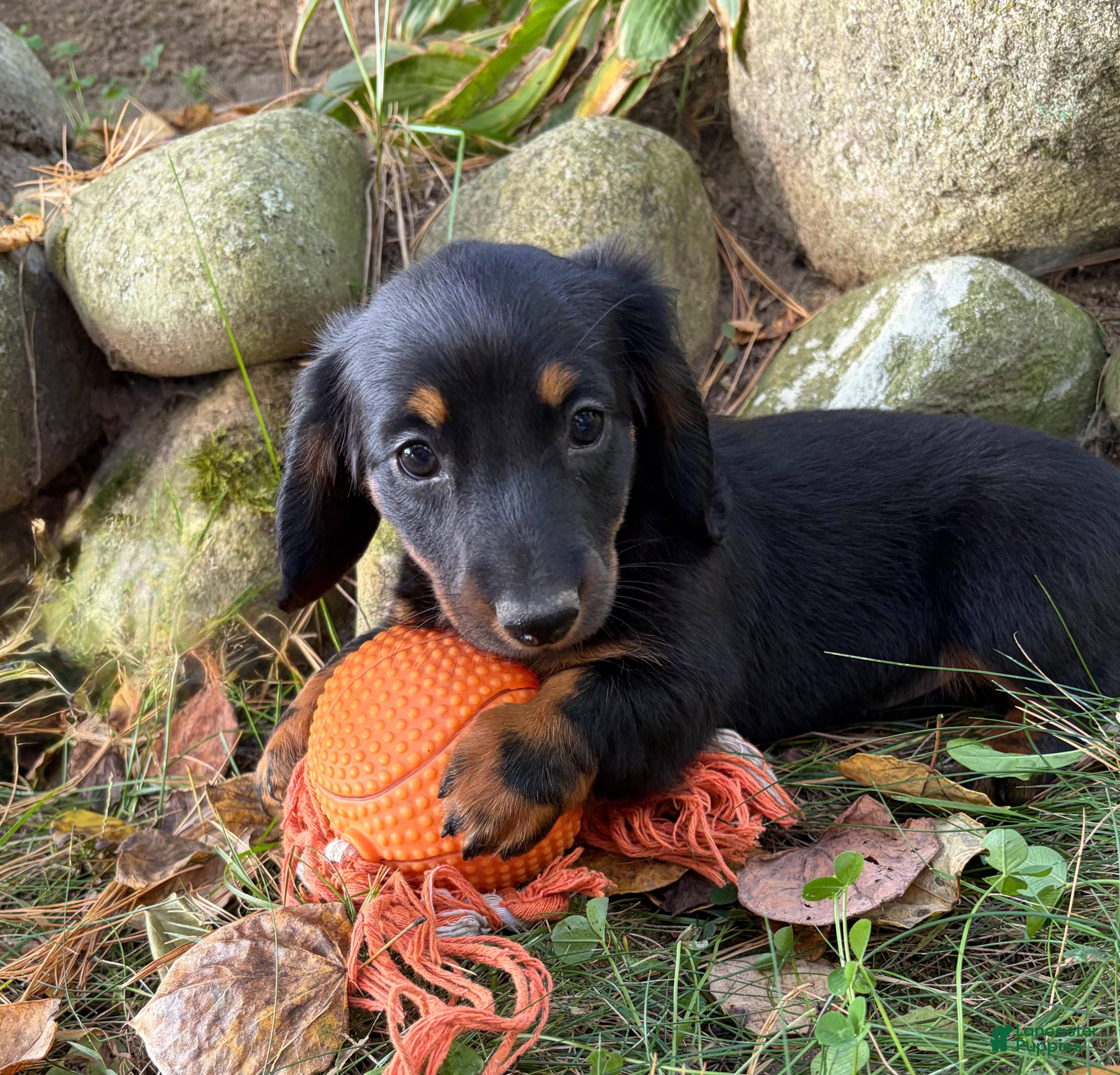Dachshund dogs Teddy - Ad 2