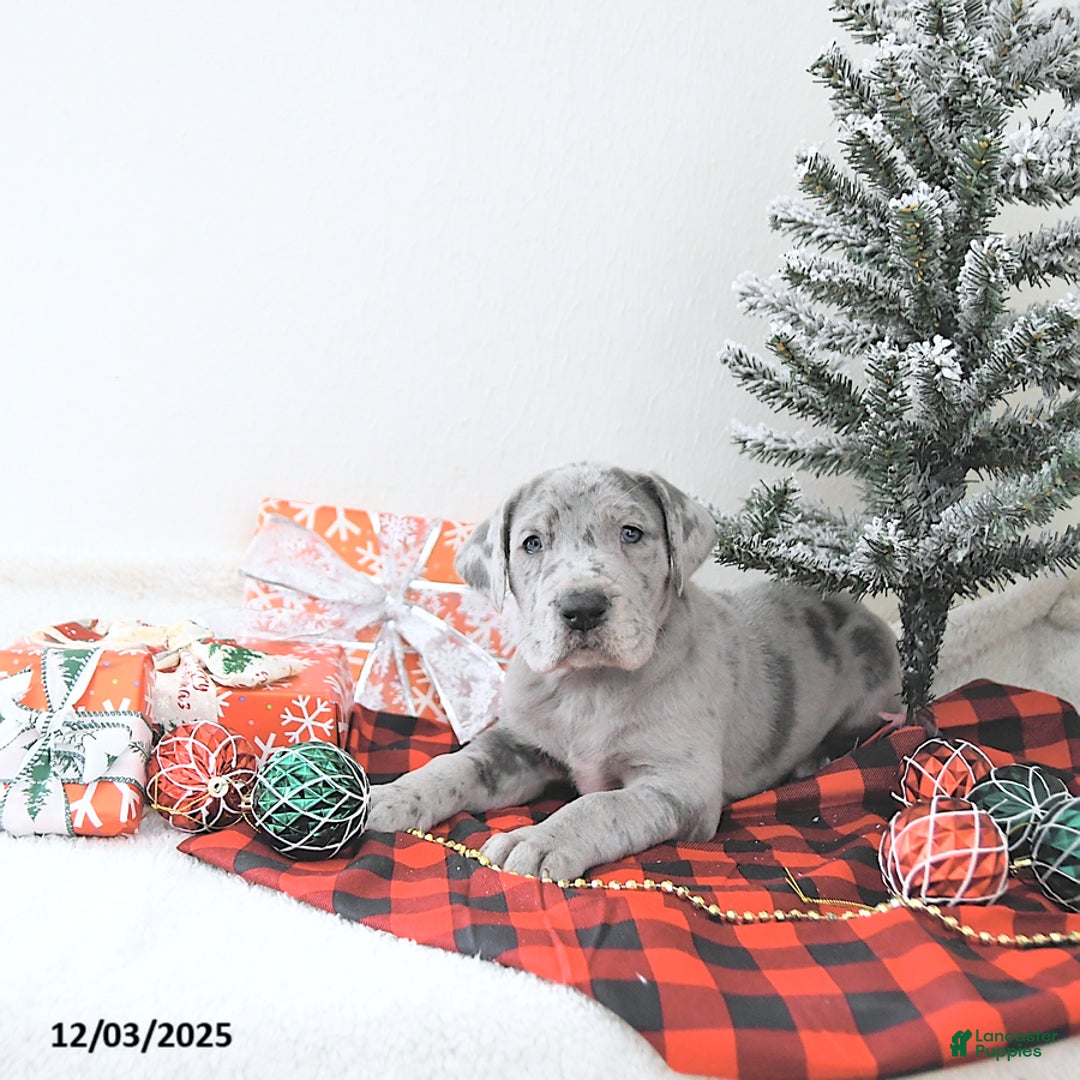 Great Dane dogs for sale: Isla - Ad 1