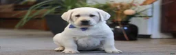 Labrador Retriever dogs for sale: Benny - Ad 2