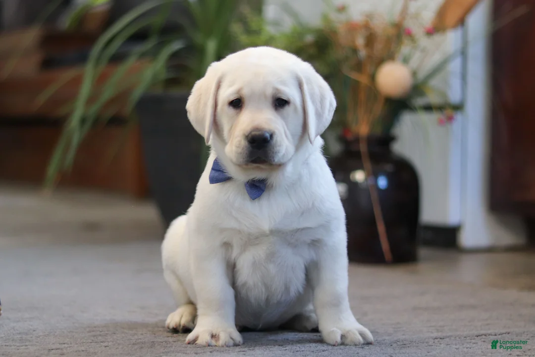 Labrador Retriever dogs for sale: Benny - Ad 2