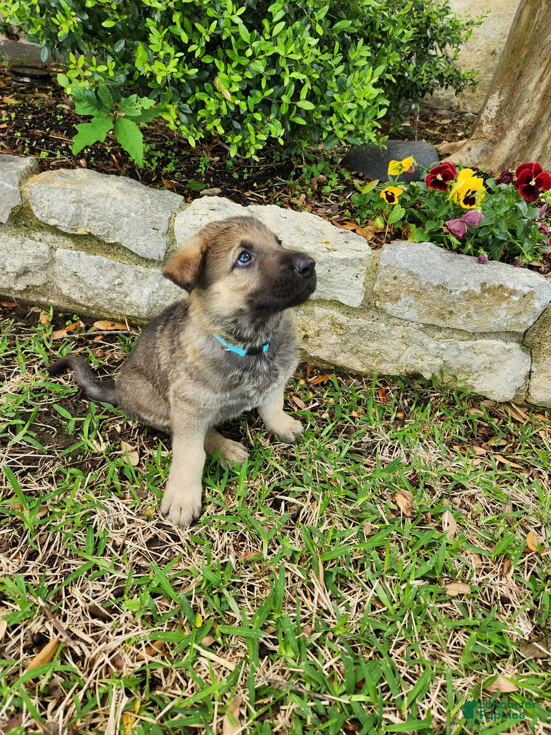 German Shepherd dogs for sale: German Shepherd Puppy 2- Blondi - Ad 2