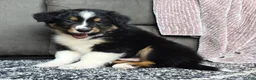 Australian Shepherd dogs for sale: Tanner - Ad 5