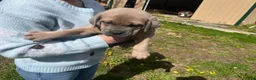 Cane Corso dogs for sale: Cane Corso Puppy 1 - Ad 4