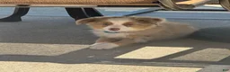 Miniature Australian Shepherd dogs for sale: Miniature Australian Shepherd 1 - Ad 3