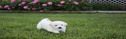 Golden Retriever dogs for sale: Casper - Ad 8