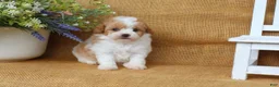 Cavapoo dogs for sale: Issac - Ad 5