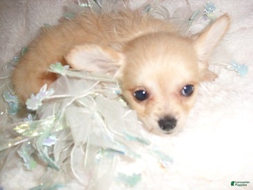 Chihuahua dogs Chihuahua 2 - Ad 2
