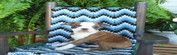Boston Terrier dogs for sale: Tucker - Ad 6