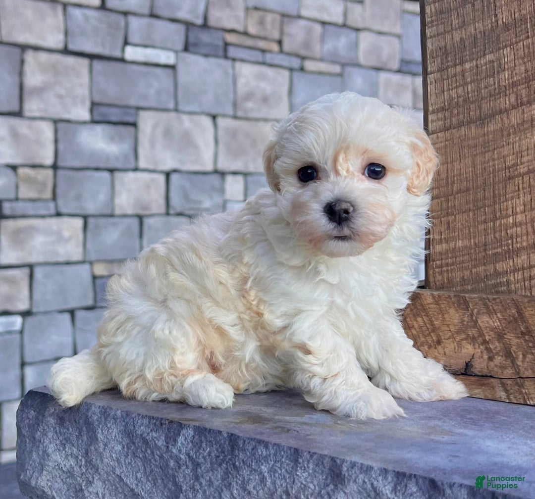 Havanese dogs for sale: Darla - Ad 2