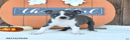 Boston Terrier dogs for sale: Awesome - Ad 4