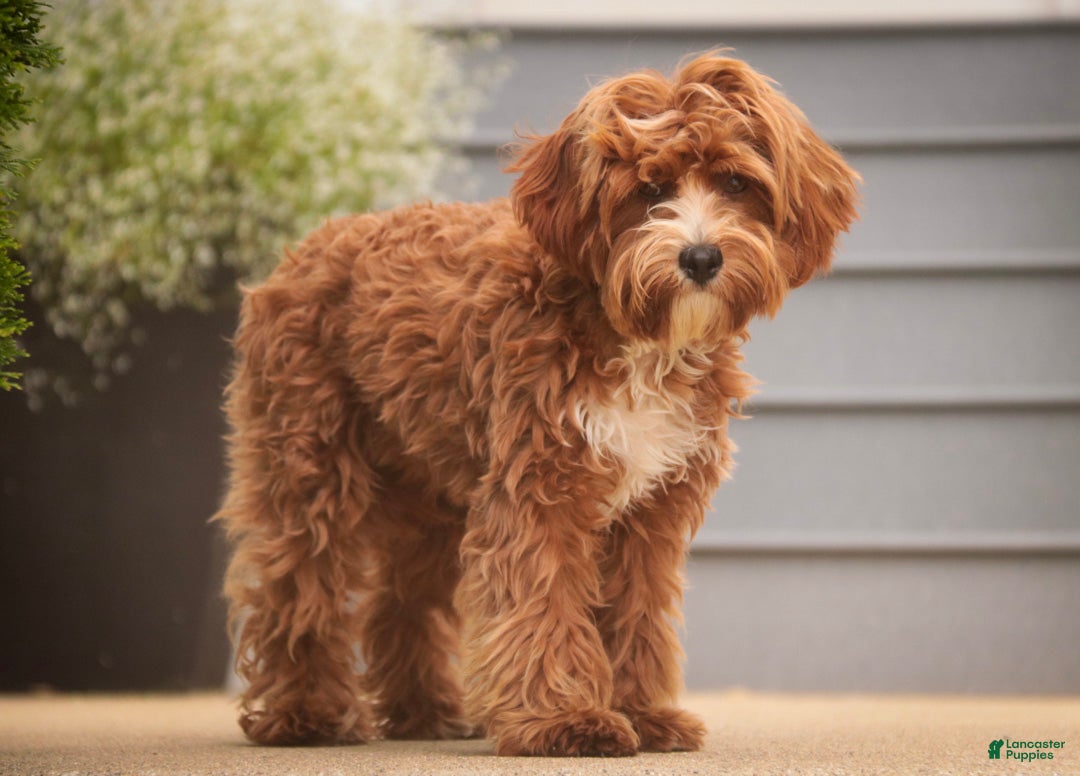 Cavapoo dogs Harper - Ad 1