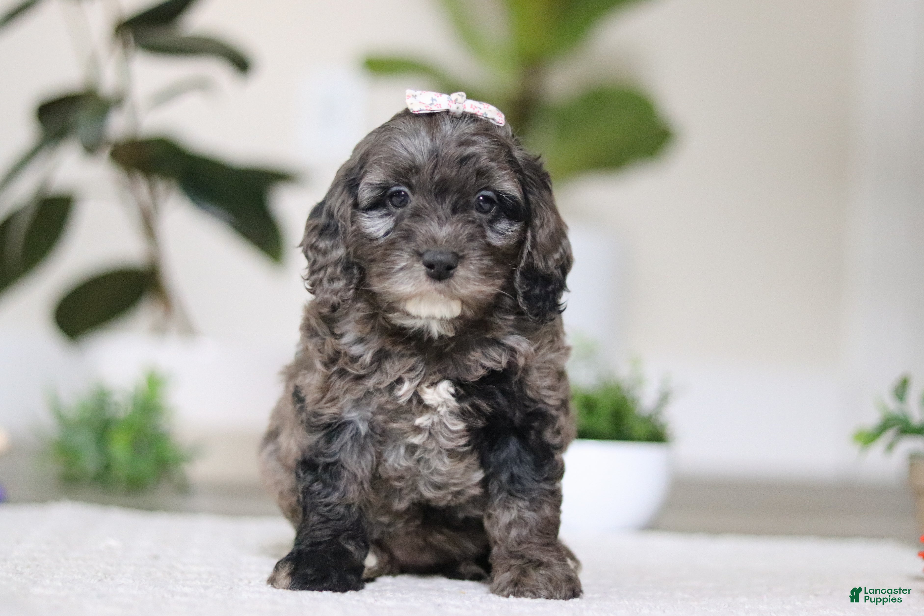 Cockapoo dogs Oakley - Ad 2