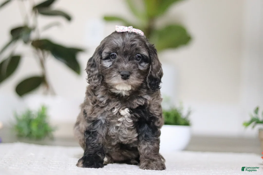 Cockapoo dogs for sale: Oakley - Ad 2