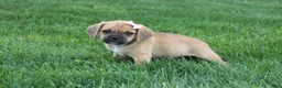 Puggle dogs for sale: Alma - Ad 4