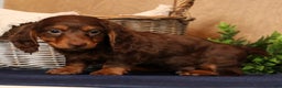 Miniature Dachshund dogs for sale: Teddy - Ad 2