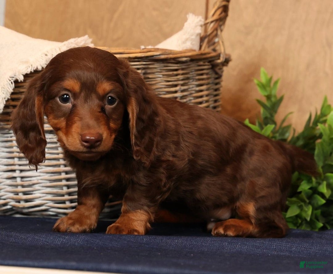 Miniature Dachshund dogs for sale: Teddy - Ad 2