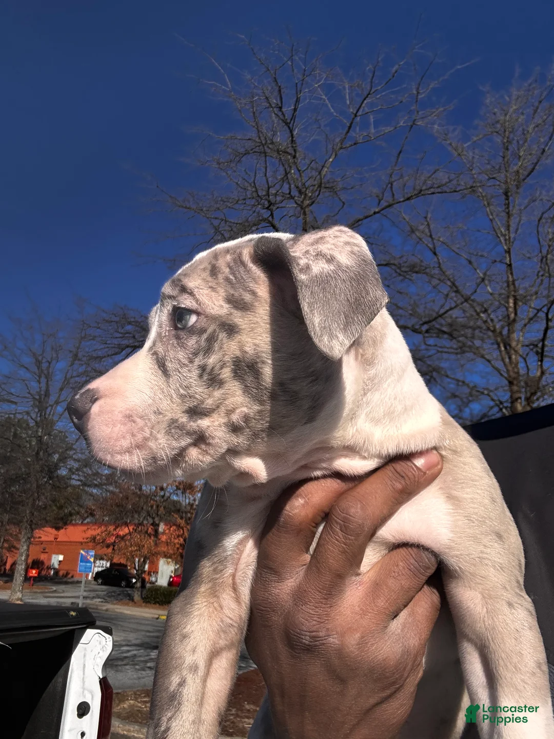American Bully dogs for sale: American Bully Puppy 3 - Ad 1