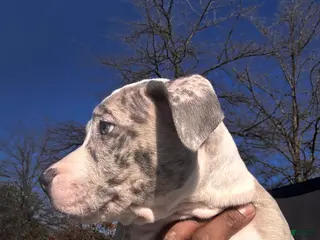 American Bully dogs American Bully Puppy 3 - Ad 41
