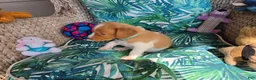 Brittany Spaniel dogs for sale: Teal Male - Ad 1