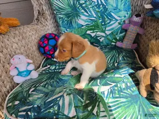 Brittany Spaniel dogs Teal Male - Ad 34