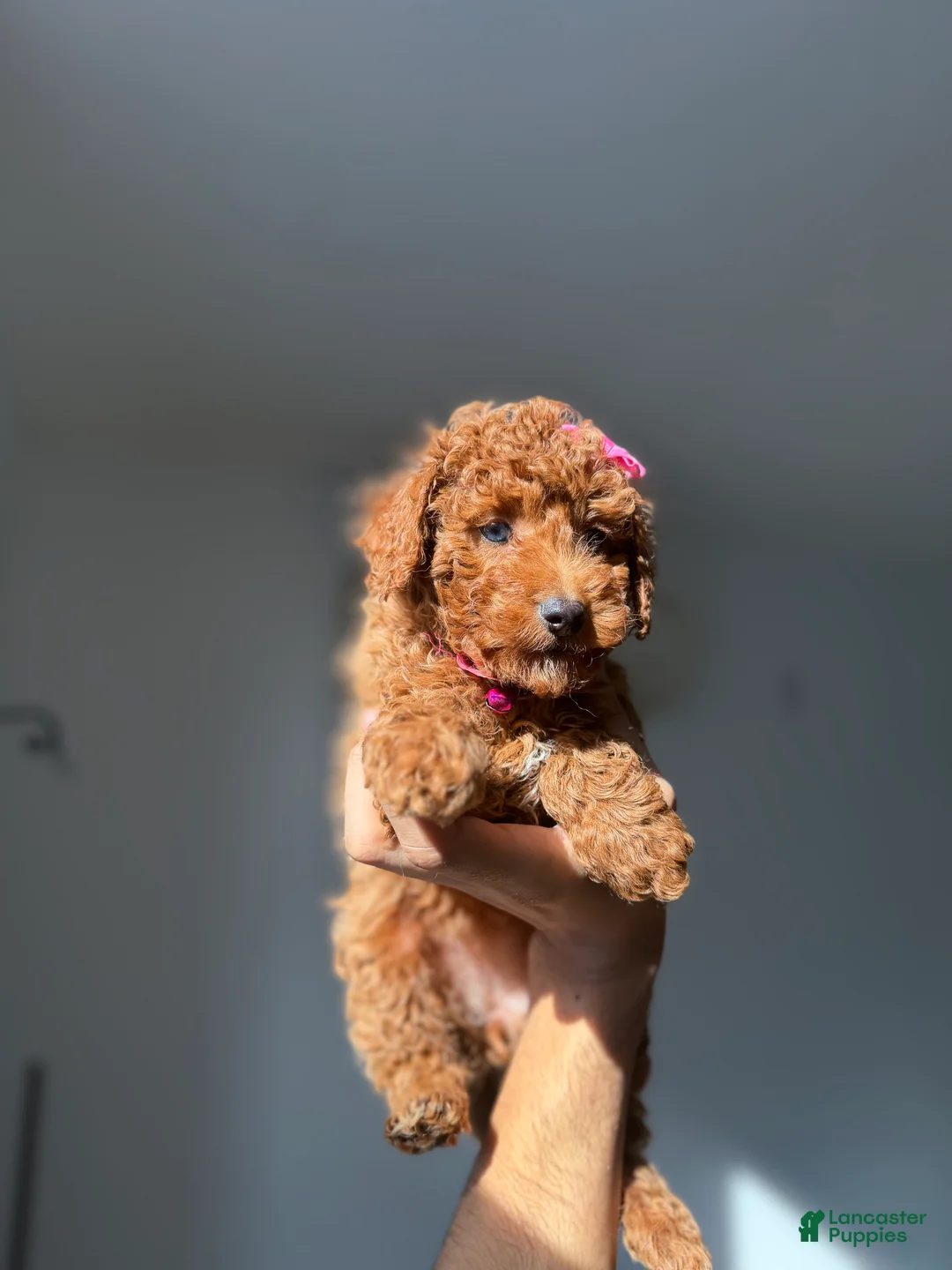 Toy Poodle dogs for sale: Blue eyes - Ad 7