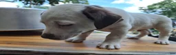 Jack Russell Terrier dogs for sale: Jack Russell Terrier 4 - Ad 6