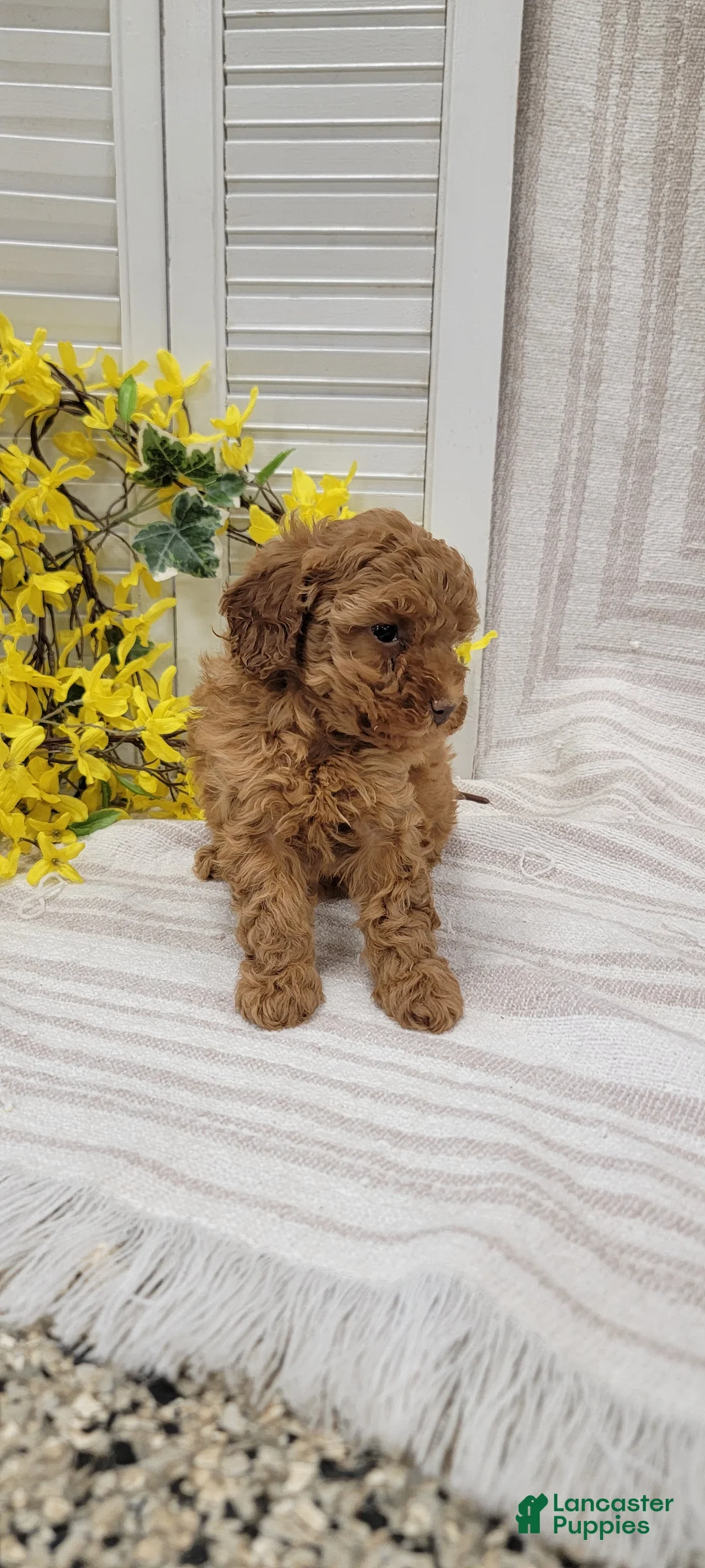 Toy Poodle dogs for sale: Rocket - Ad 2
