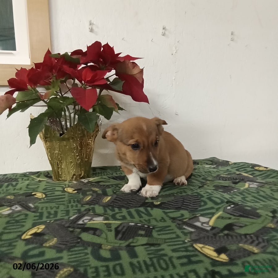 Mixed Breed dogs Dawson - Ad 2