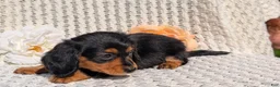 Miniature Dachshund dogs for sale: Roxy - Ad 13