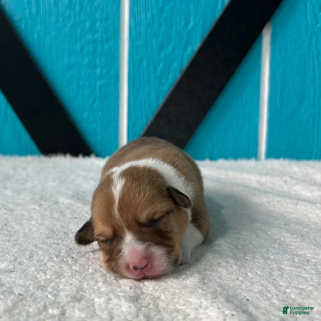 Welsh Corgi Pembroke dogs for sale: Henry Welsh Corgi Pembroke Puppy  - Ad 2