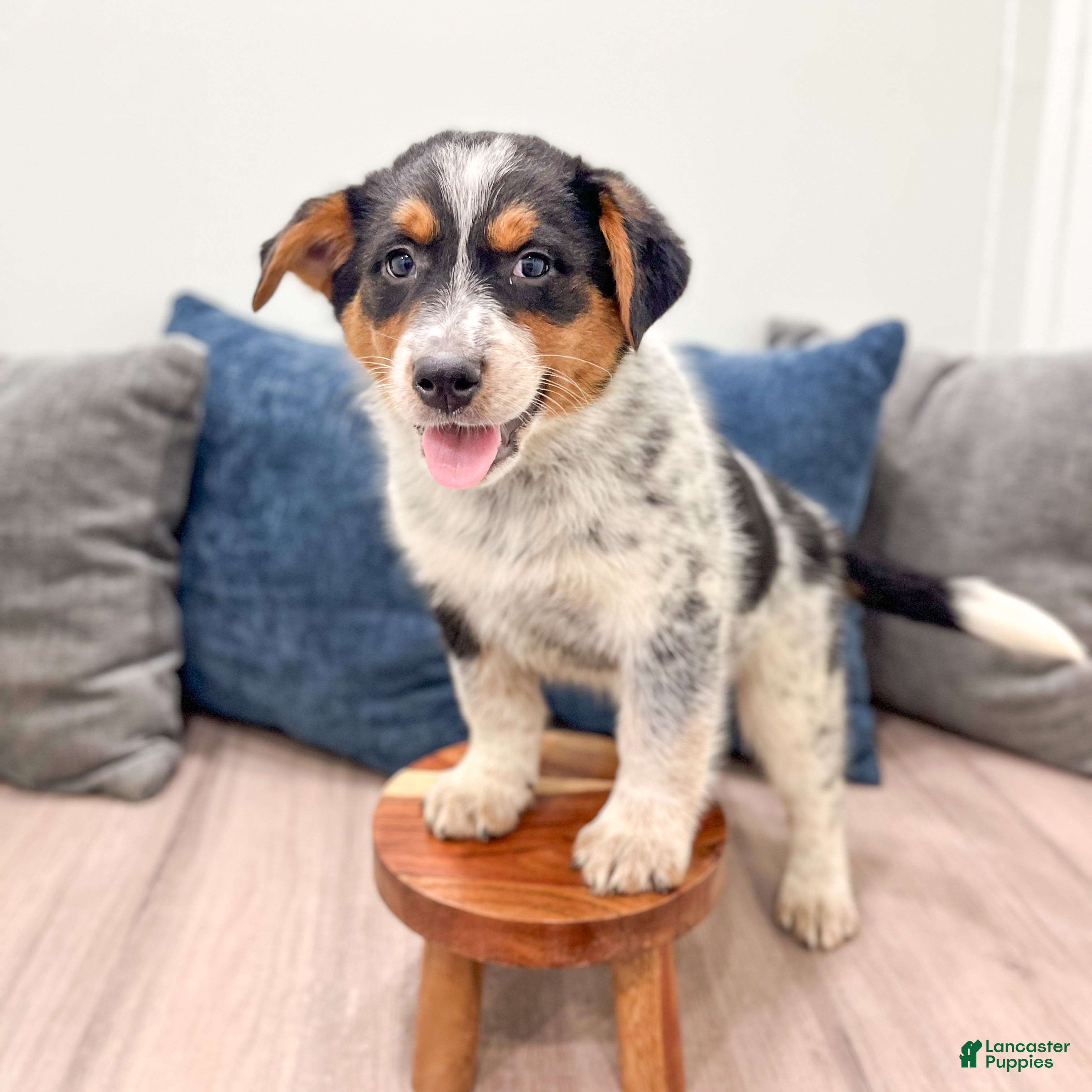 Australian Cattle Dog dogs for sale: Rover - Ad 2