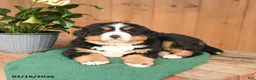 Bernese Mountain Dog dogs for sale: Queenie - Ad 4