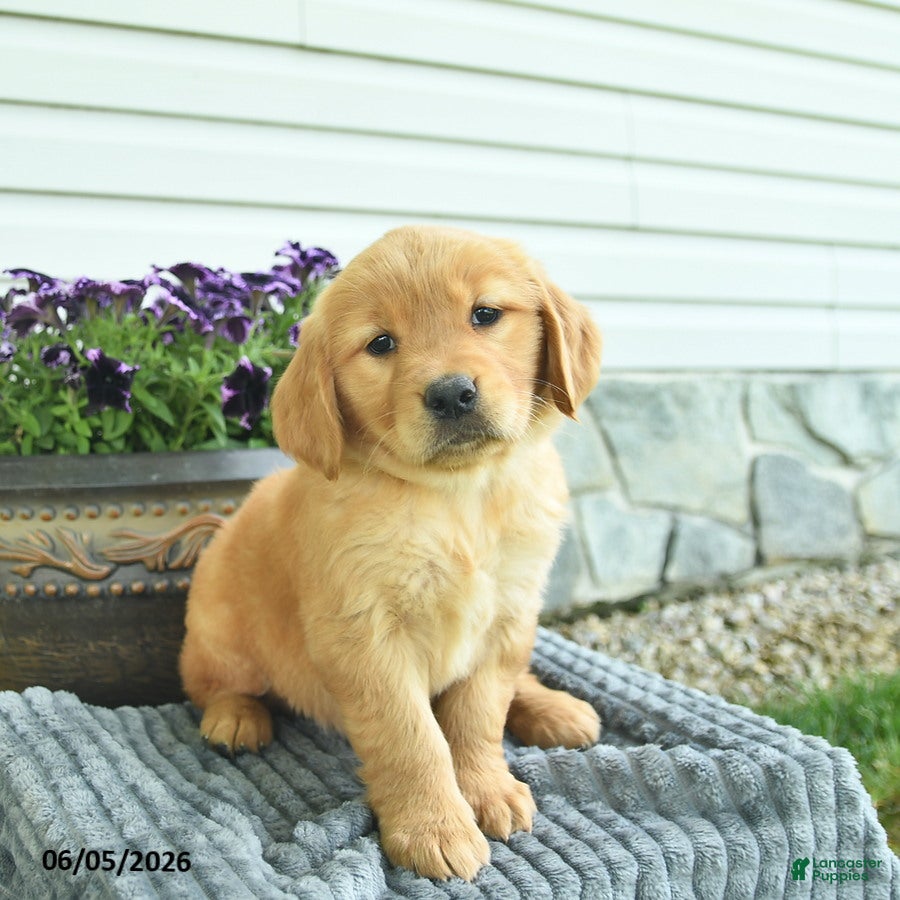 Golden Retriever dogs Trixie  - Ad 1