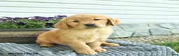 Golden Retriever dogs for sale: Trixie  - Ad 1
