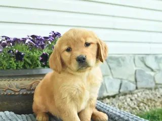 Golden Retriever dogs for sale: Trixie - Ad 2