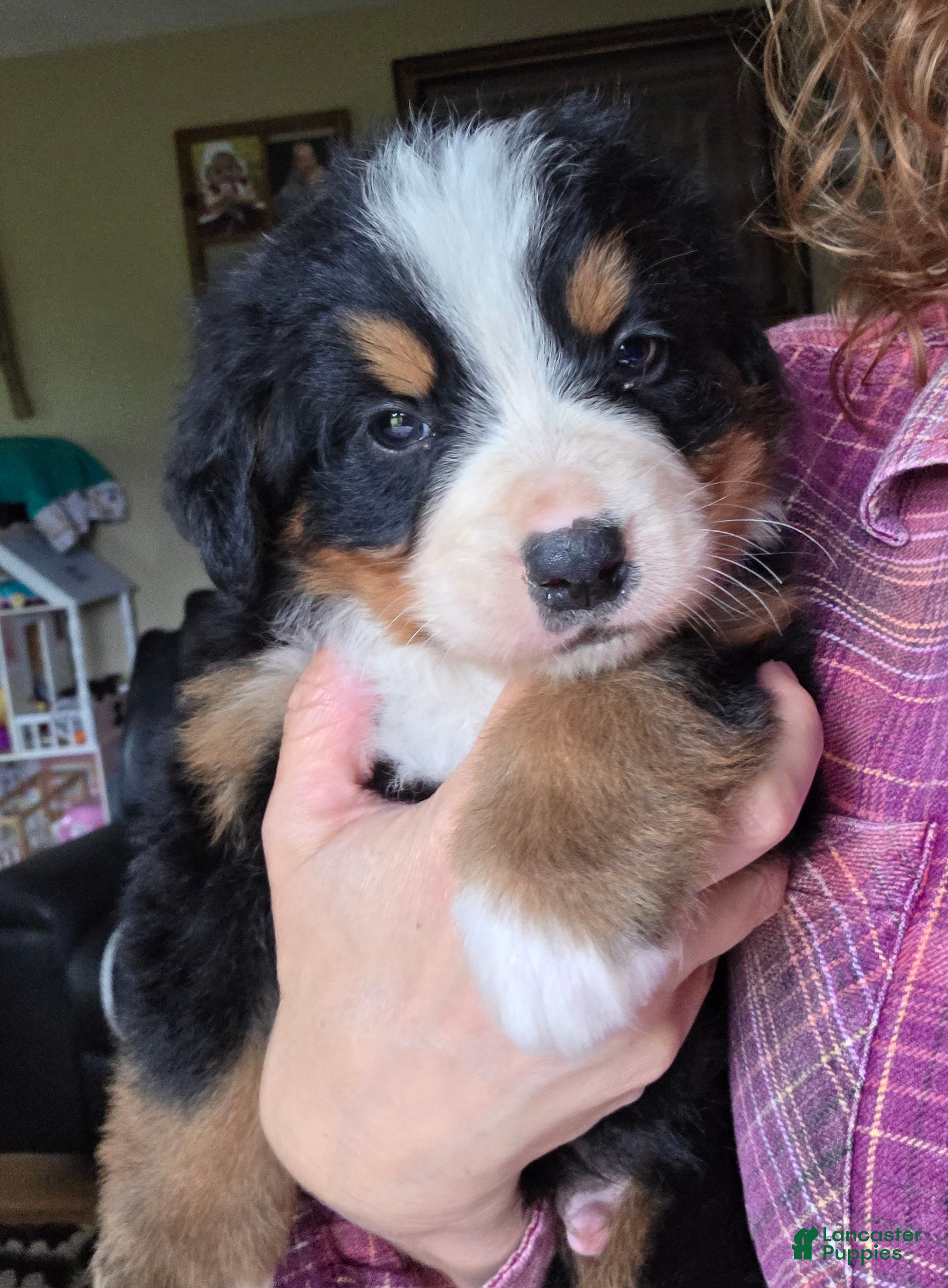 Bernese Mountain Dog dogs Bernese Mountain Dog Puppy 4 - Ad 42
