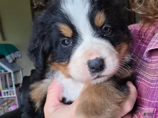 Bernese Mountain Dog dogs Bernese Mountain Dog Puppy 4 - Ad 42