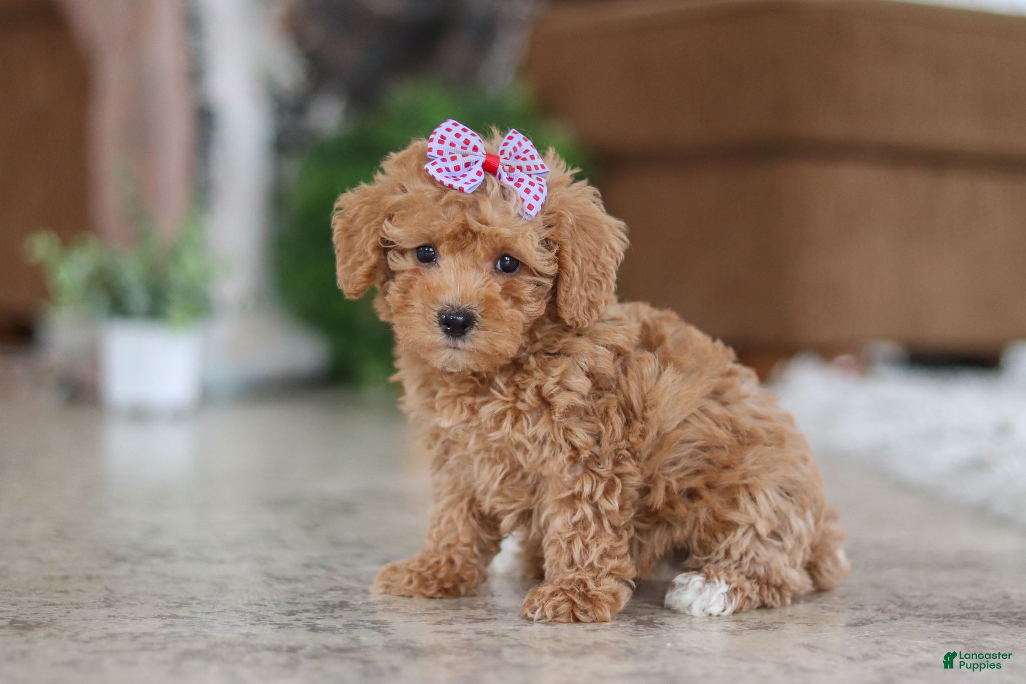 Schnoodle dogs Willow - Ad 8