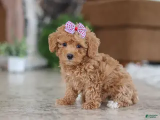 Schnoodle dogs Willow - Ad 8