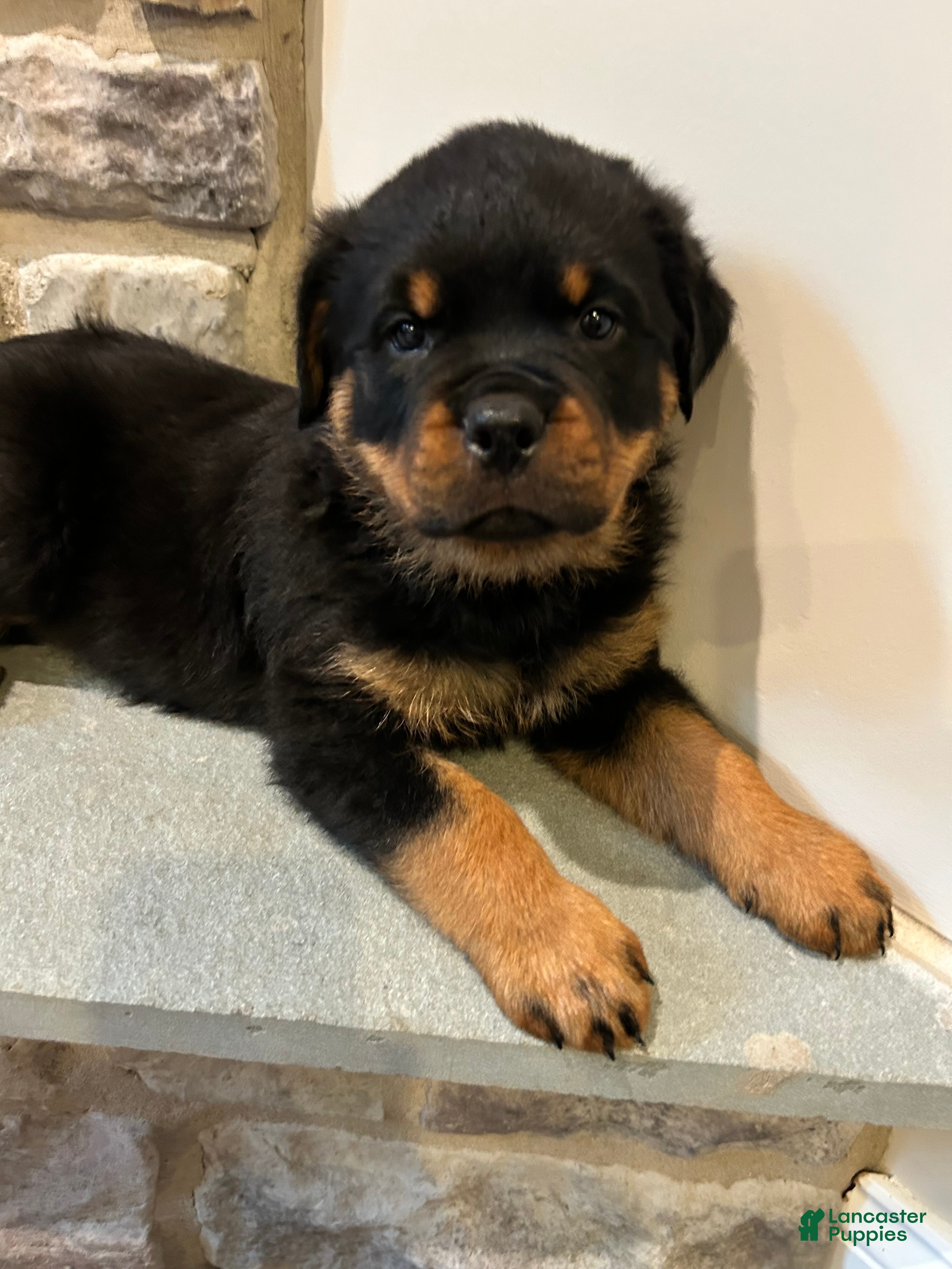 Rottweiler dogs Oak - Ad 1
