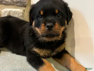 Rottweiler dogs for sale: Oak - Ad 1