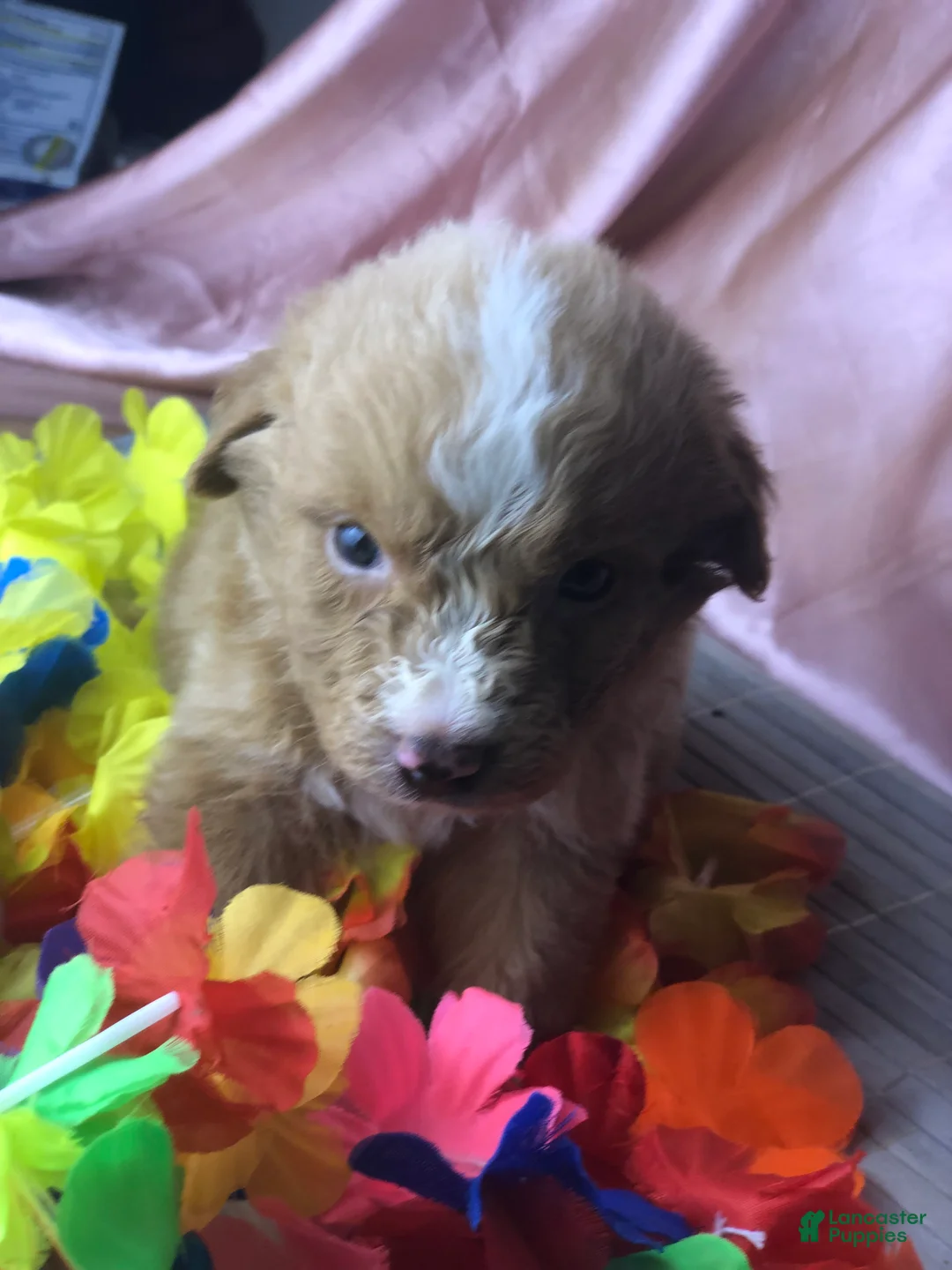 Australian Shepherd dogs for sale: Australian Shepherd 2 (Teddy)  - Ad 10