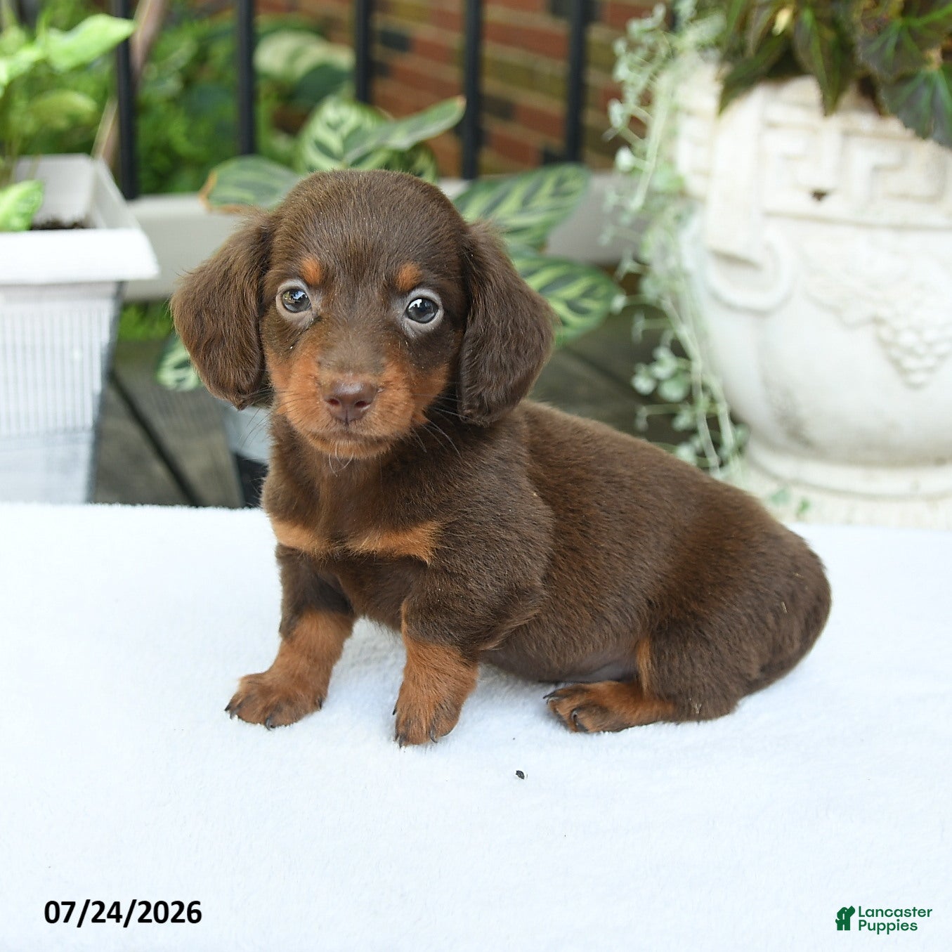 Miniature Dachshund dogs Darius - Ad 1