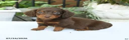 Miniature Dachshund dogs for sale: Darius - Ad 1