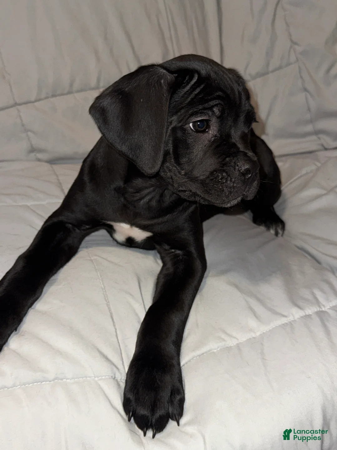 Cane Corso dogs for sale: Orange - Ad 2