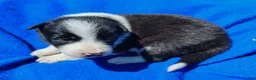 Border Collie dogs for sale: Denver - Ad 10