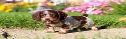 Dachshund dogs for sale: Sadie - Ad 3
